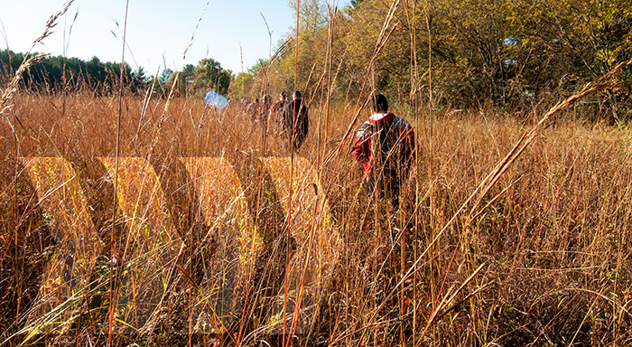Students walk through tall grass doing field work.