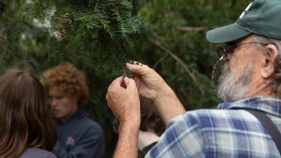 A student examines the needles of an evergreen