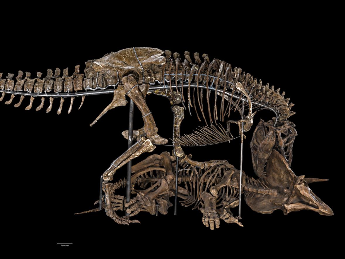 The Nation’s T.rex is on display at the at the National Museum of Natural History Smithsonian in Washington, D.C.