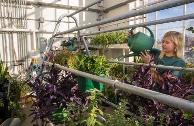 Lilia Theisen, UW-Stout Environmental Science student and Greenhouse Manager, waters plants in the Plant Biology Greenhouse inside the Jarvis Hall Science Wing on Tuesday, December 19, 2017. (UW-Stout photo by Sue Pischke)