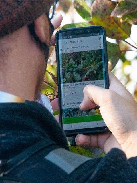 A student uses his smartphone to help with plant identification.